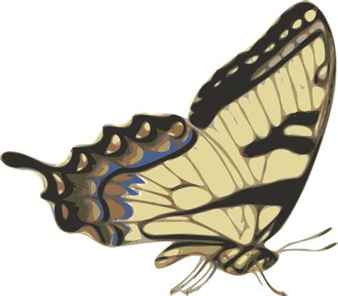 Onlinelabels Clip Art Butterfly Papilio Turnus Side View