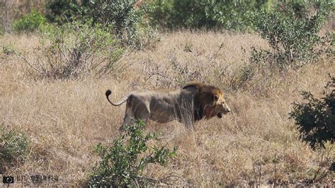 Mjejane Male Lions Kruger National Park South Africa Youtube