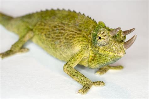 Male Jackson Chameleon Closeup Isolated Chamaeleo Jacksonii Stock Photo Image Of Lizard