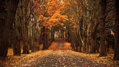Road With Dry Leaves Between Fall Autumn Yellow Red Leaves Trees Forest