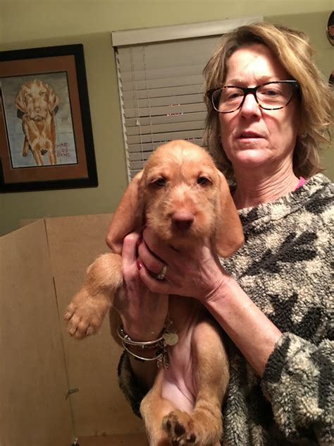 Only guaranteed quality, healthy puppies. Hungarian Wirehaired Vizsla Puppies For Sale | Clay ...