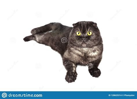 Scottish Fold Cat With Yellow Eyes In Various Poses