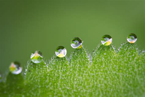 Wallpaper Id Raindrop Beauty In Nature Wet Fragility