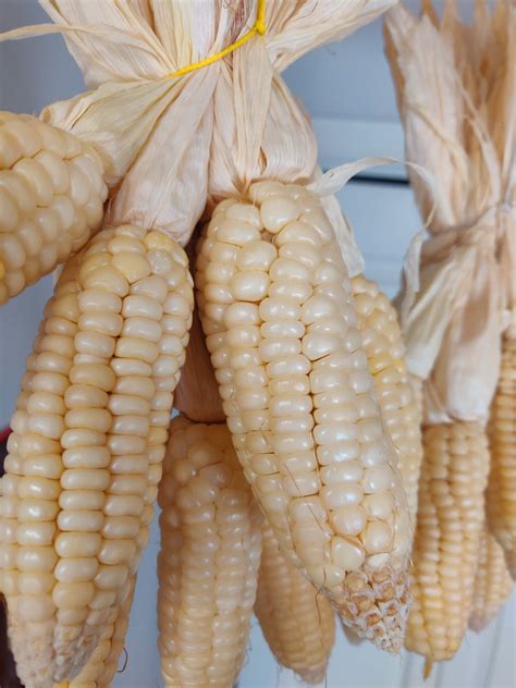 White Waxy Corn 50 Seeds High Glutinous Organic Sweet Corn Bap Etsy