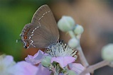 Satyrium ilicis - Butterflies of Croatia