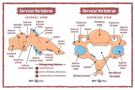 Lumbar Vertebrae Anatomy Transverse And Lateral Views Distinguishing My Xxx Hot Girl