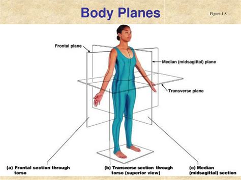 Anatomical Regions Of The Body Quiz Anatomical Anatomy Position