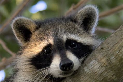 The 10 Most Common Urban Animals