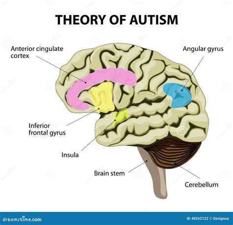 Autism And Human Mind Pictured As Word Autism Inside A Head To