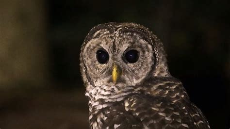 Barred Owl Hunting At Night Youtube