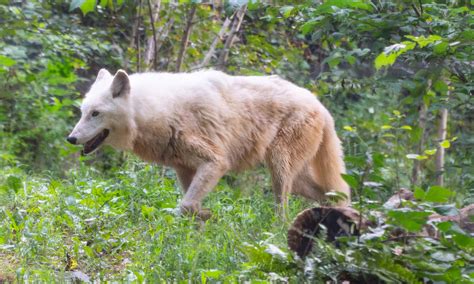 Elderly Gray Wolf Dies At Smithsonians National Zoo Smithsonians