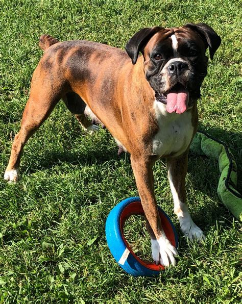 Long Time No Talk Lol Page 2 Boxer Breed Dog Forums