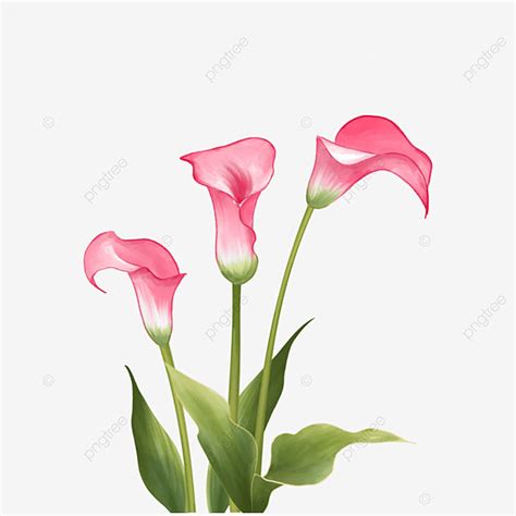 Calla Lily Hd Transparent Pink Calla Lily Watercolor Wedding Flowers