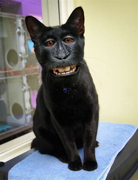 Happy Monkat Animal Mashups Scary Animals Ugly Cat