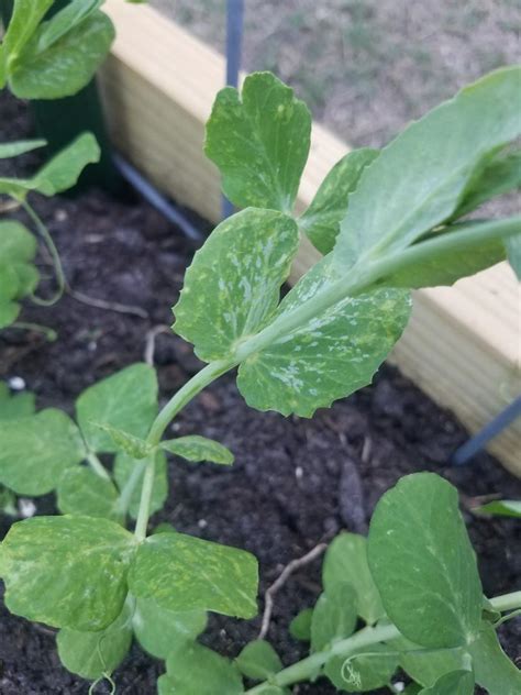 Sugar Snap Pea Leaves Have Silver Splotches Walter Reeves The
