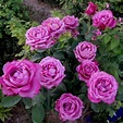 Claude Brasseur ® Hybrid Tea Rose – Famous Roses