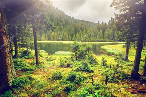 Summer Mountain Lake Forrest — Stock Photo © Goinyk 76782389