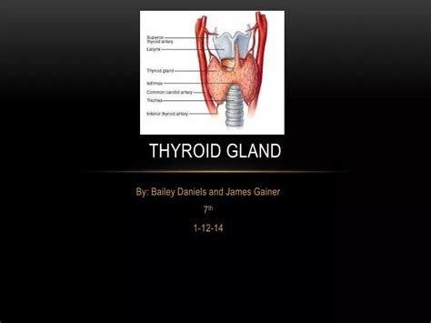 Ppt Thyroid Gland Powerpoint Presentation Free Download Id2133006