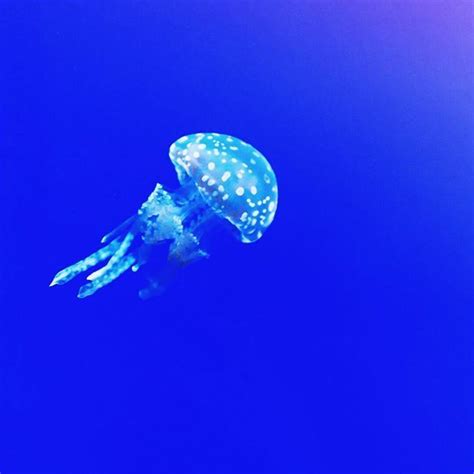 Did You Know Jellyfish Have No Brains And Yet Have Survived 650 Million