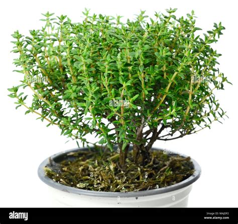 Potted Thyme Hi Res Stock Photography And Images Alamy