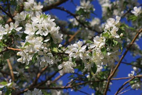 White Flowers Tree Names