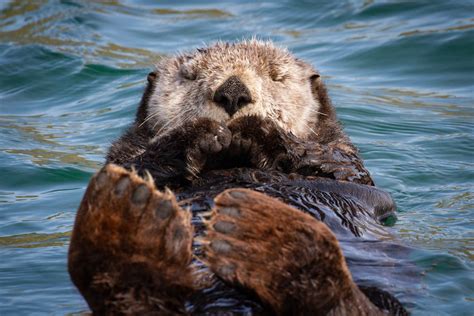 A Resting Sea Otter With Eyes Closed Us Geological Survey