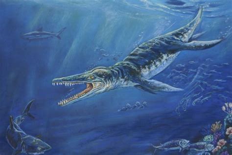 Kronosaurus was a marine reptile that lived in the ocean during the early cretaceous period when dinosaurs roamed the land. Farmer in outback Queensland finds world's most intact jaw ...