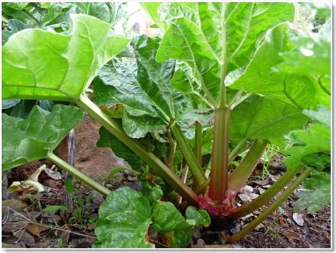 How To Grow Organic Rhubarb Grow Organic Veg Garden
