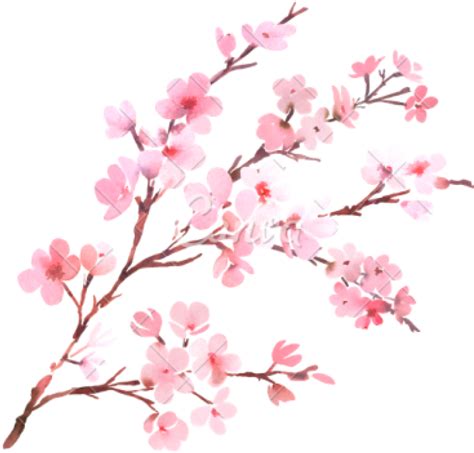 Clipart Png Download Cherry Blossom Free Png Transparent - Full Size png image