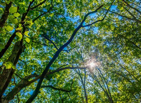 Penetrating Sunlight Sunlight Penetrates The Forest Canopy Flickr