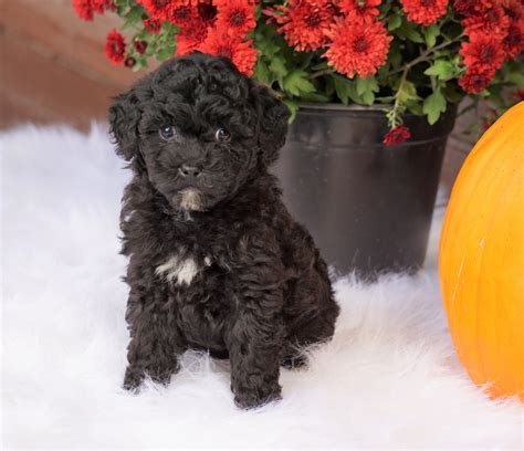 Aca Registered Miniature Poodle For Sale Holmesville Oh Female Nina