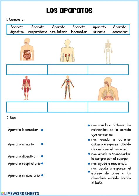 Ficha Online De Aparatos Y Sistemas Del Cuerpo Humano Para Primaria Puedes Hacer