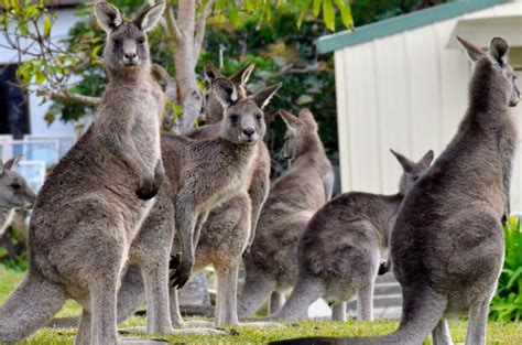 Where To See Wild Kangaroos In Sydney The Best Places Near Sydney