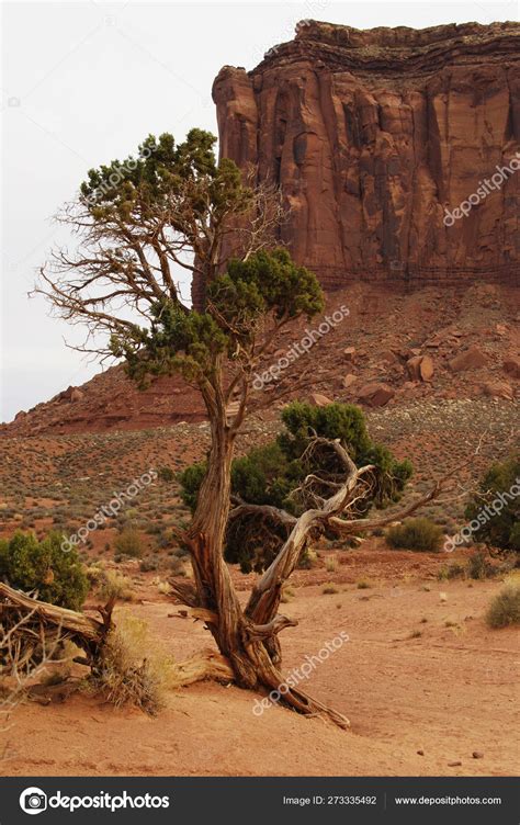 Tree In Red Desert Landscape Of Monument Valley Stock Photo By