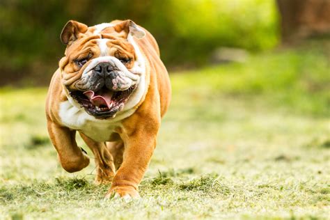 10 English Bulldog Colors All About Standard And Rare Colors