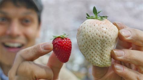 Japans White Strawberry Luxury Fruit Unboxing And Adventure Only In