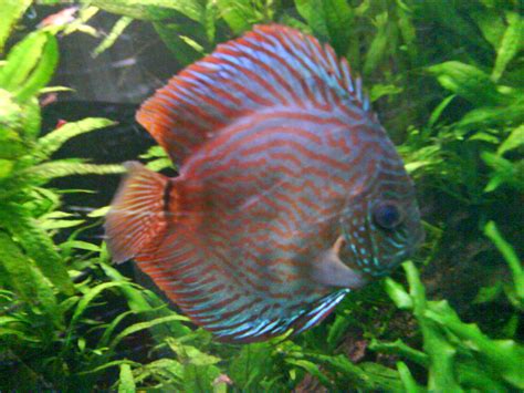 Discus Fish Varieties List All About Betta Fish Types Of Discus