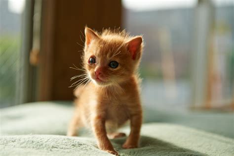 Image Kittens Cats Ginger color Glance Animals