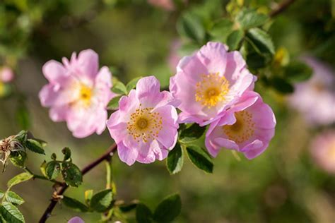 A Species Of Wild Climbing Rose Found To Be Effective Alternative