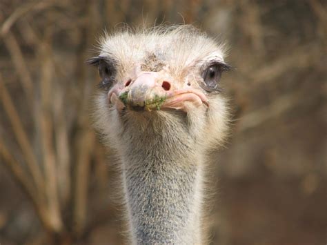 Myth Ostriches Hide By Putting Their Heads In The Sand Animal Facts