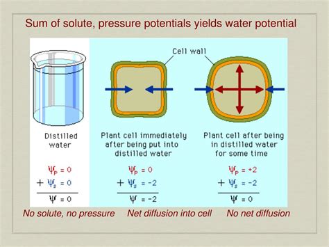 Ppt Water Potential Powerpoint Presentation Free Download Id2798211