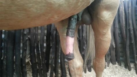 Huge Flared Horse Cock Gets Boner Zoo Tube 1