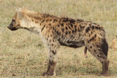 Metoo Female Spotted Hyenas Can Show Us How To Smash The Patriarchy Vox