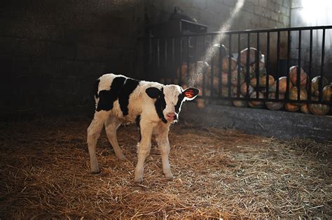 what happens to male calves in the dairy industry vegan food and living