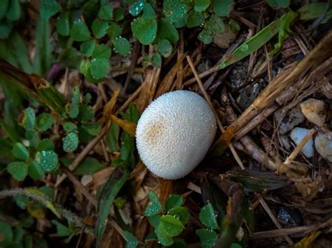 Why White Fungus Balls Are Growing In Your Potting Soil Backyard Boss