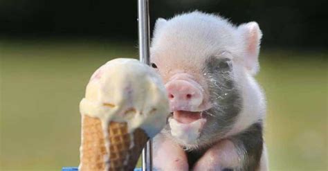 Pictures Of Smiling Pigs List Of Happy Pigs And Piglets