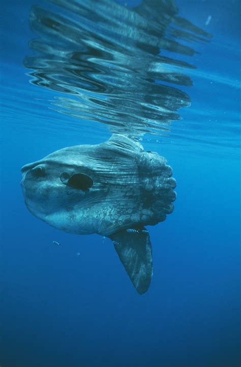 Rumour File Giant Sunfish Found Washed Up On Melbourne Beach 3aw