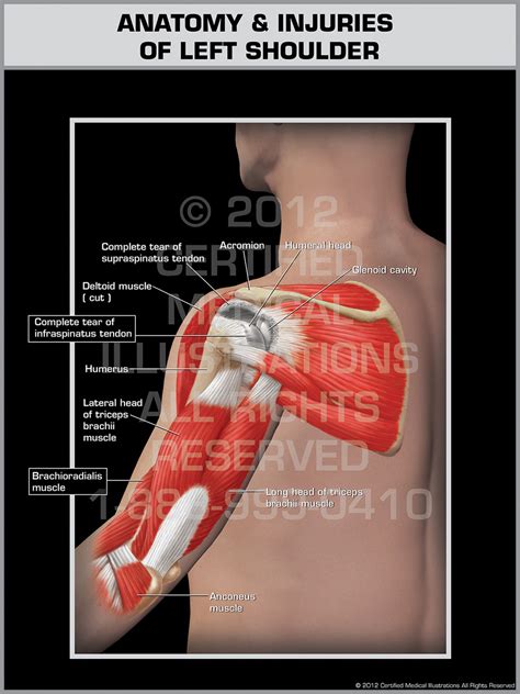 Shoulder Injuries Anatomy