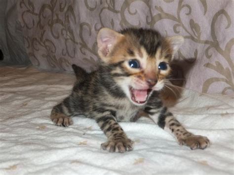 Baby Kitten Bengal Cat Anna Blog