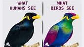 Bird vision! How birds see the WORLD? - YouTube